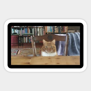 A cute cat in a library Sticker